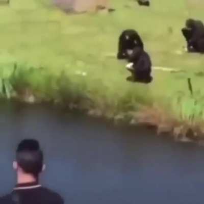 Monkey