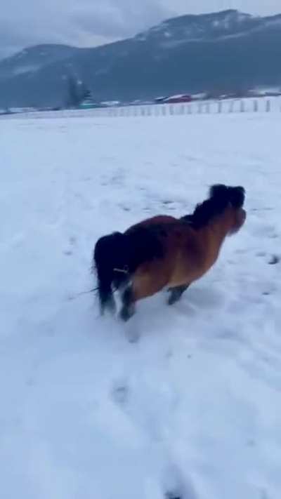 Mini horse zoomies
