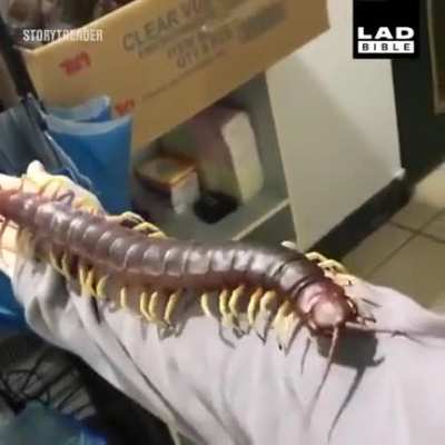 This insect