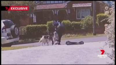 stray dog victimises neighbourhood/s (found on tiktok; Aus)