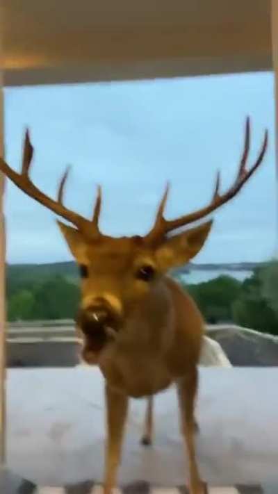 The way the deer is enjoying the morning snack.
