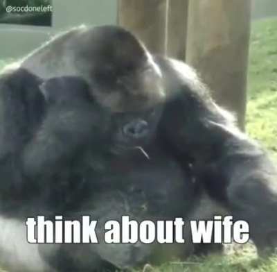 monke wife gone 😭