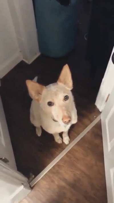 Leash eyes activated&hellip;