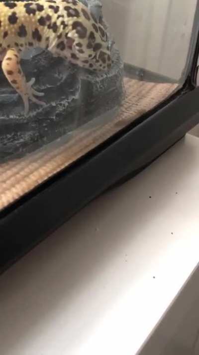 Inspiration and reminder for all of you today from kiwi the gecko - keep trying, don&rsquo;t give up! You can do this.
