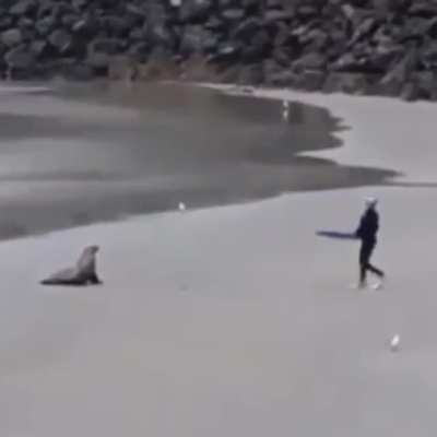 This seal ain&rsquo;t havin non of it.