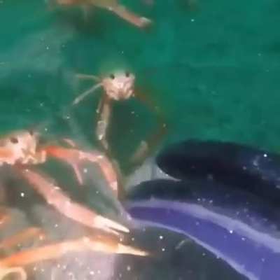 Crab Crab Crab