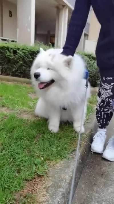 Floppy ears