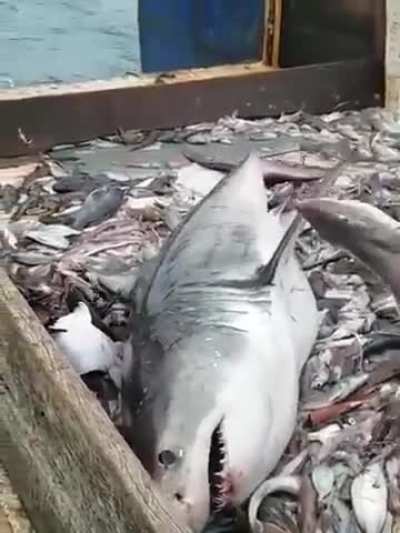 Fishermen accidentally catches a great white shark &amp;amp; then releases it back into the water