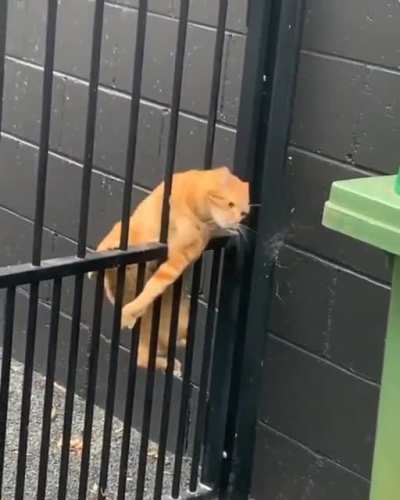 Two types of cat!...