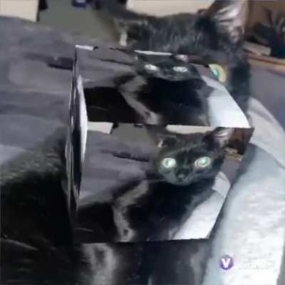 Jinx best cat