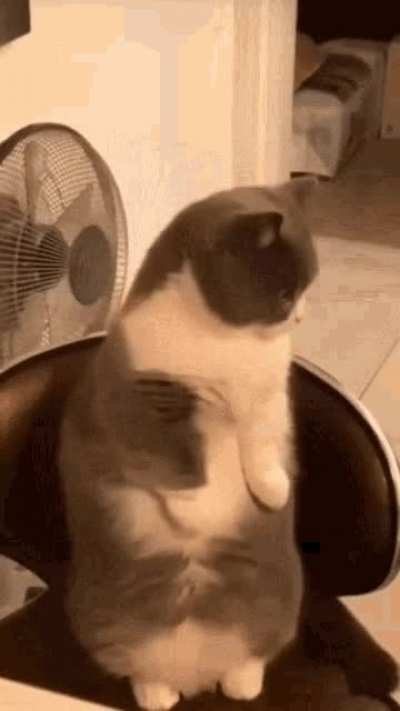 Melvin does a yawn