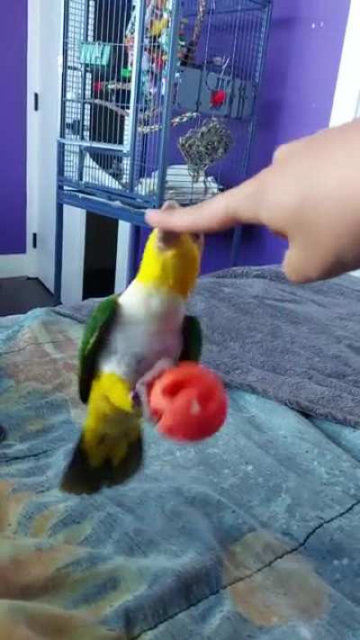 Caiques are weird