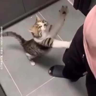 Cat didn't see it coming