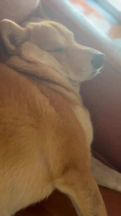 ShiBRRRT Inu 