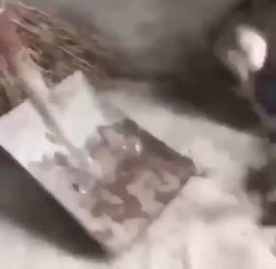 the cat caught crabs