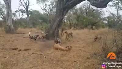 Leopard catches impala, attacks Wild Dog watching, Wild Dog comes back with its pack, Steals its kill, only for Hyenas to show up and steal it from them.