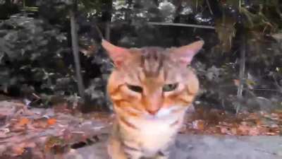 drippy gato