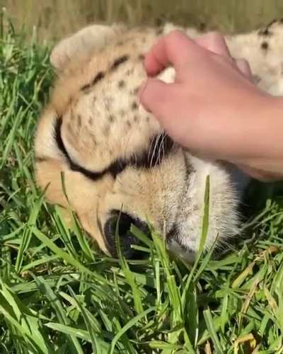 Posting cheetah pics every day until I run out &mdash; Day 365 &mdash; Perfect Purring Pets (one full year!!!!)