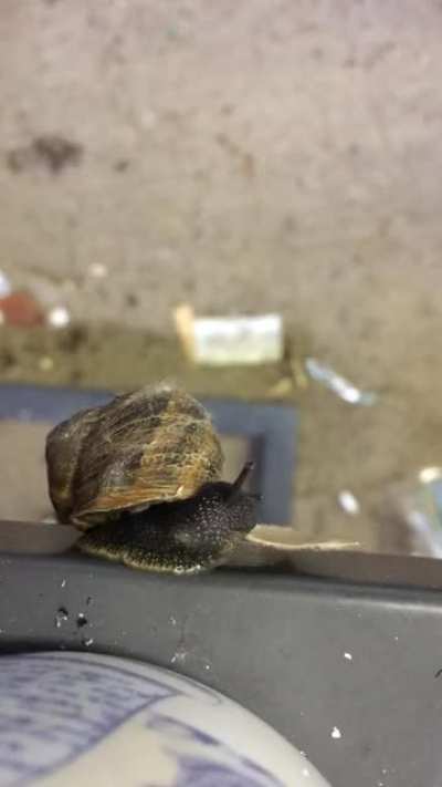 Time lapse of a Snail eating a piece of card that I gave it.