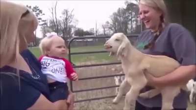 She thinks she is talking to the goat!. (Better with sound on)