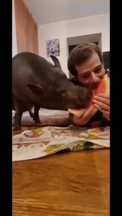 What a rude pig