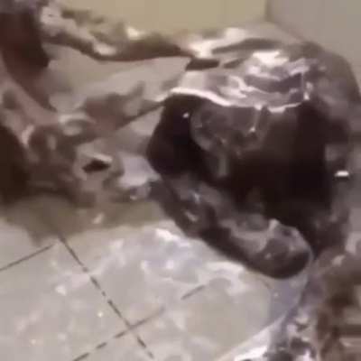 Moldy shower