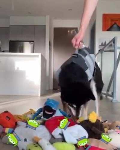 woof_irl