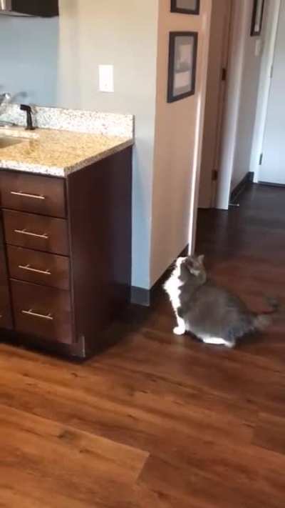Cat Jump