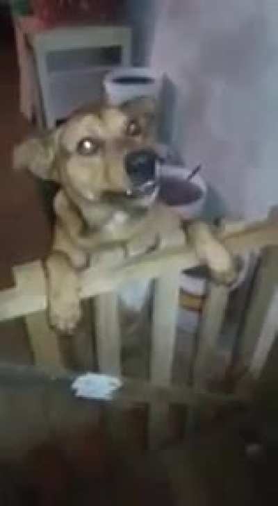 Eu vou vira s&atilde;o paulino