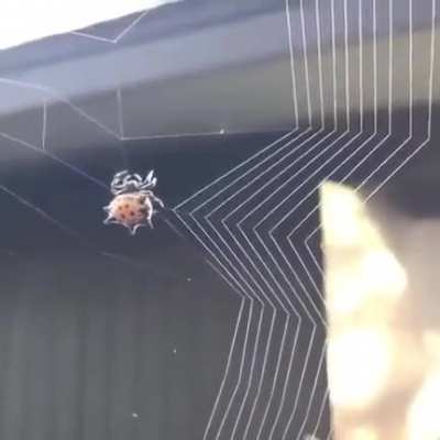 A cute spider making web.