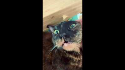 Smudge with the open-mouth PURRRR