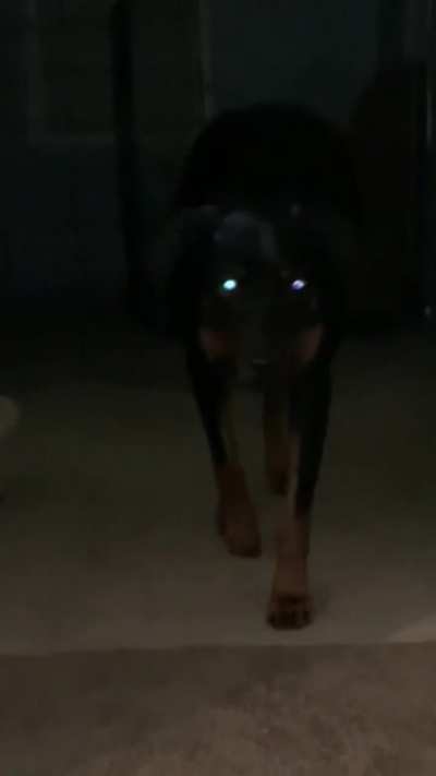 Scary dog in the town just arrived...