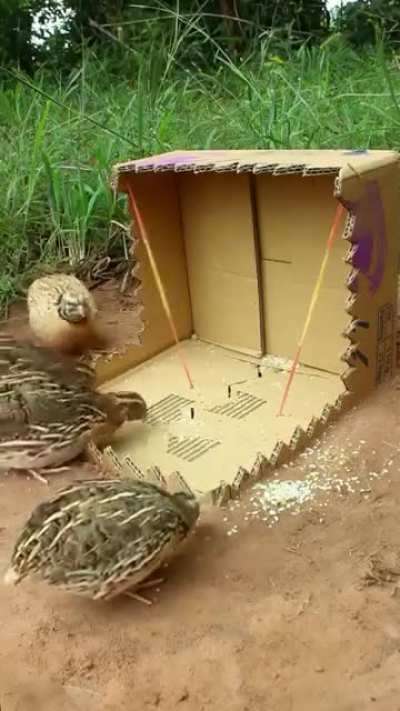 Best Unique Underground Bird Trap