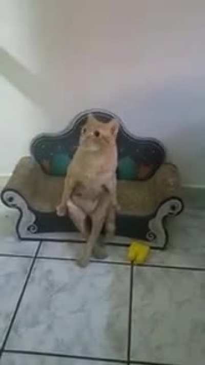 Sentadito de pana
