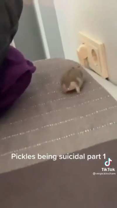 Suicidal Hamster