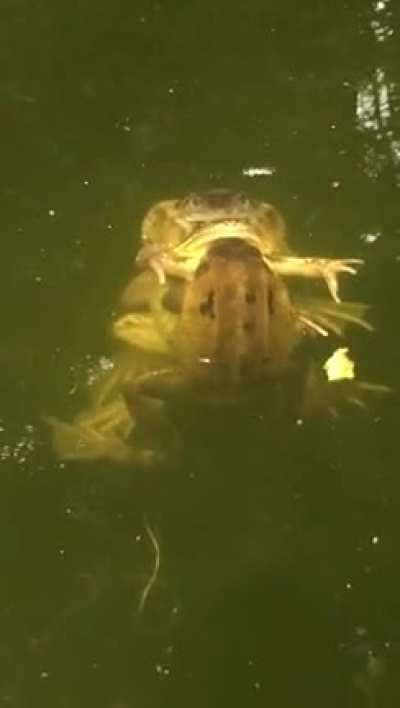 Is this what they call: &ldquo;Froggy style&rdquo;?