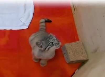 manul kitten "meowing"