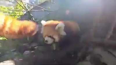 Red Panda exploring &amp;amp; Climbing with his Mom