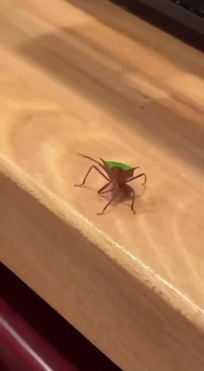friendly bugkus