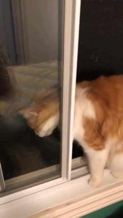 Tight window pussy