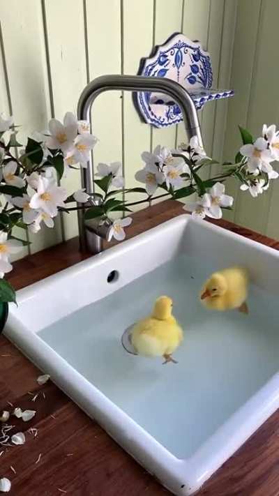 Absolute Cute