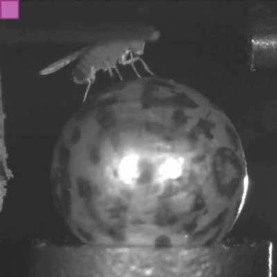 Fly-on-ball setup with odour delivery to study the neuroscience of memory