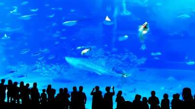 Camera flash causes tuna to crash into aquarium glass