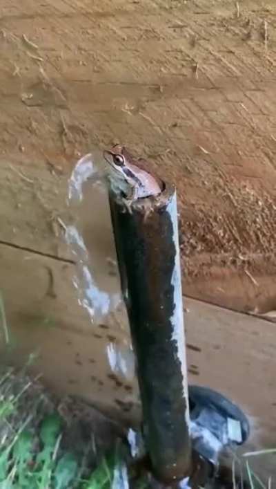 Tortuga cum