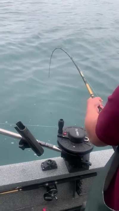 só um dia normal pescando salmão...