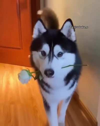 Such a gentleman