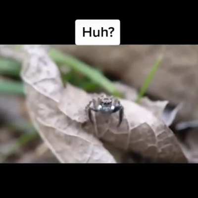 Fearless little spider.