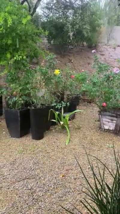 Much better rain today in Phoenix AZ. Enjoy!