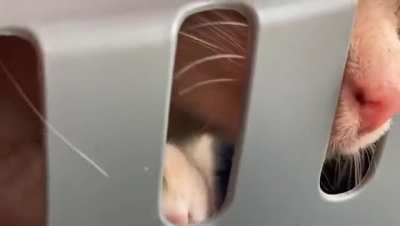 Our kitten on a roadtrip.