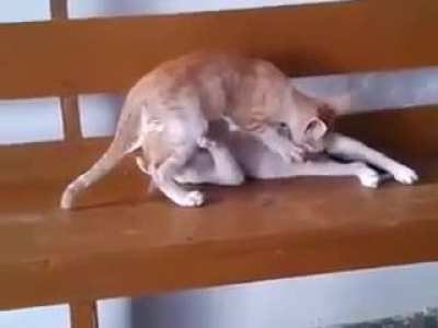 [NSFW] Cute cats